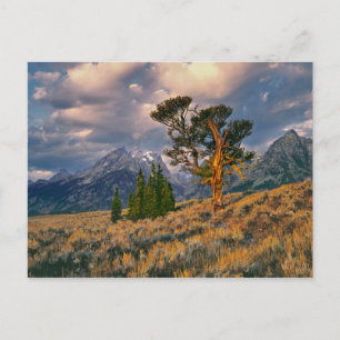 VS, Wyoming, Grand Teton NP. Zonsopgang begroet ee Briefkaart