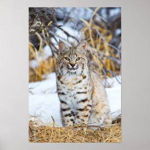 VS, Wyoming, Portret van een rode lynx Poster
