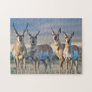 VS, Wyoming, Vier Pronghorn antilope bokken Legpuzzel