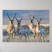 VS, Wyoming, Vier Pronghorn-antilope bokken