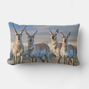 VS, Wyoming, Vier Pronghorn antilopebokken Kussen