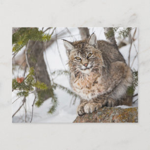 VS, Wyoming, Yellowstone National Park, Bobcat Briefkaart