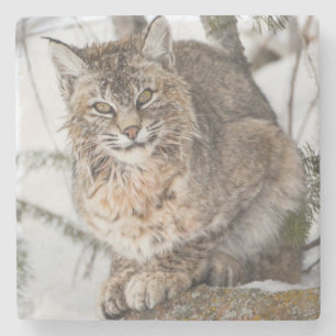 VS, Wyoming, Yellowstone National Park, Bobcat Stenen Onderzetter