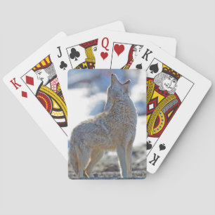 VS, Wyoming, Yellowstone National Park, Coyote Pokerkaarten