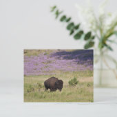 VS, Zuid Dakota, Amerikaans bizon (Bison bison) Briefkaart (Staand voorkant)