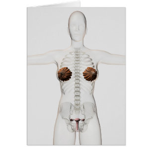 Vue 3D Du Système De Reproduction Féminin