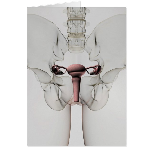 Vue 3D Du Système De Reproduction Féminin (Devant)