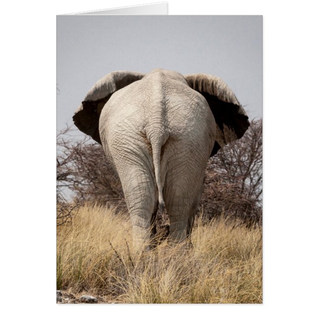 Vue arrière de l'éléphant (Devant)