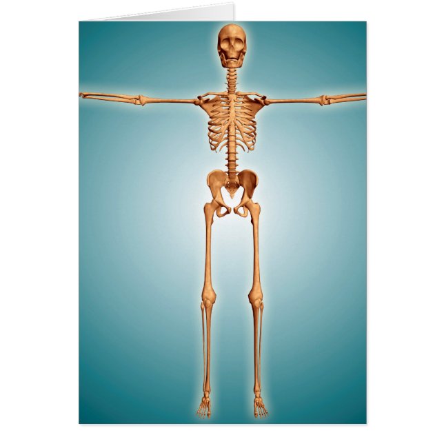 Vue Avant Du Système Skeletal Humain (Devant)