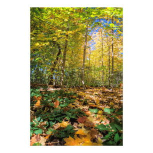 Vue colorée de Central Park Photo Imprimer