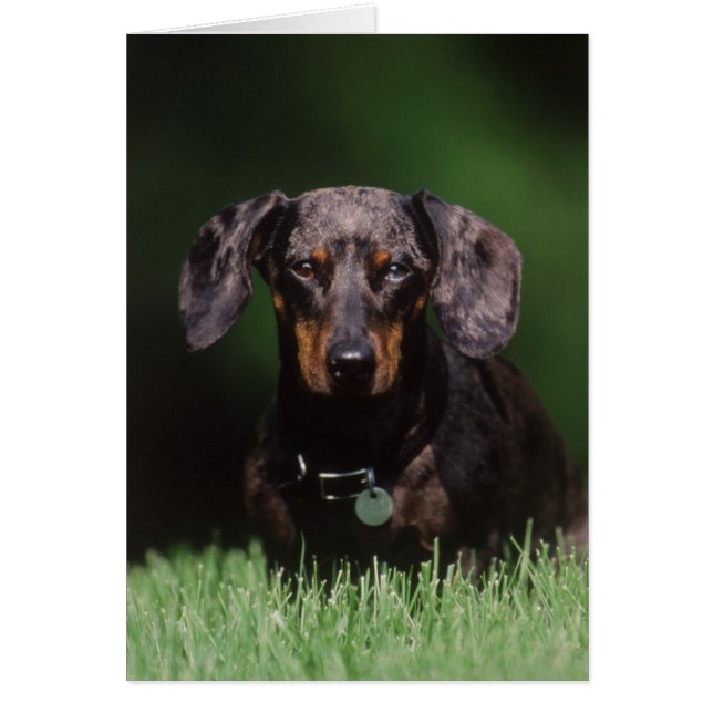 Vue de Dachshund couleur panachée (Devant)