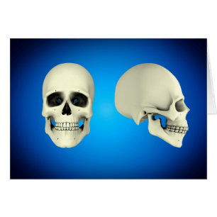 Vue de face et vue de côté de crâne humain