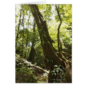 vue de forêt tropicale, Dominique