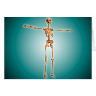 Vue de perspective de système squelettique humain