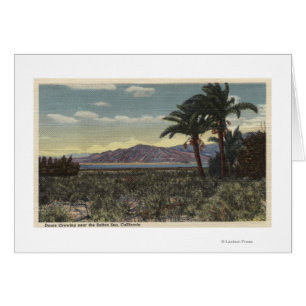 Vue des dattes Growing près de la mer de Salton