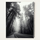 Vue Des Séquoia Dans La Forêt (Dos)