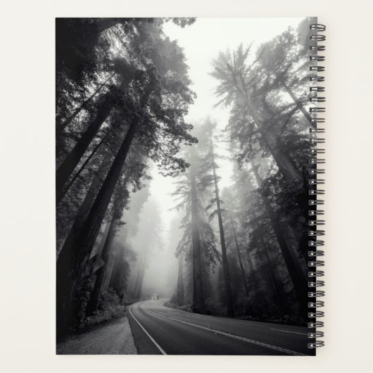 Vue Des Séquoia Dans La Forêt (Dos)