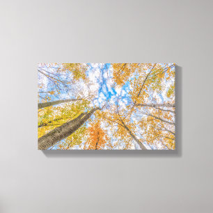Vue du sol de la forêt toile étirée