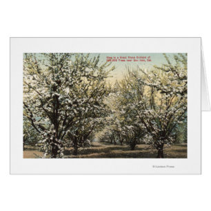 Vue d'un verger de prune de 300 000 arbres