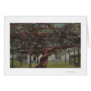 Vue d'une vigne géante