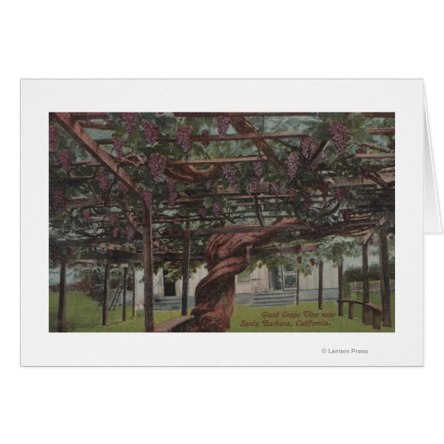 Vue d'une vigne géante (Devant horizontal)