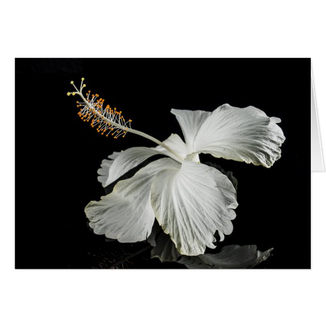 Vue latérale de l'Hibiscus blanc (Devant horizontal)