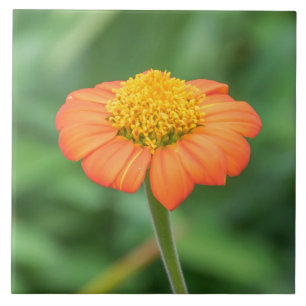 Vue marguerite orange carreaux en céramique