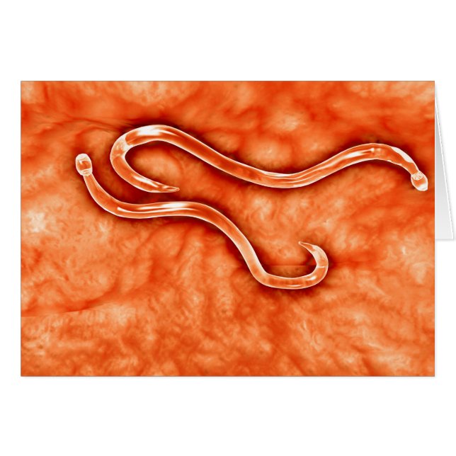 Vue Microscopique De Hookworm 2 (Devant horizontal)