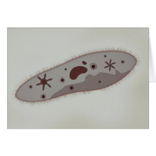Vue microscopique de la paramécie 3