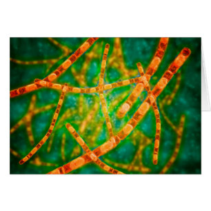 Vue Microscopique De L'Anthrax 2