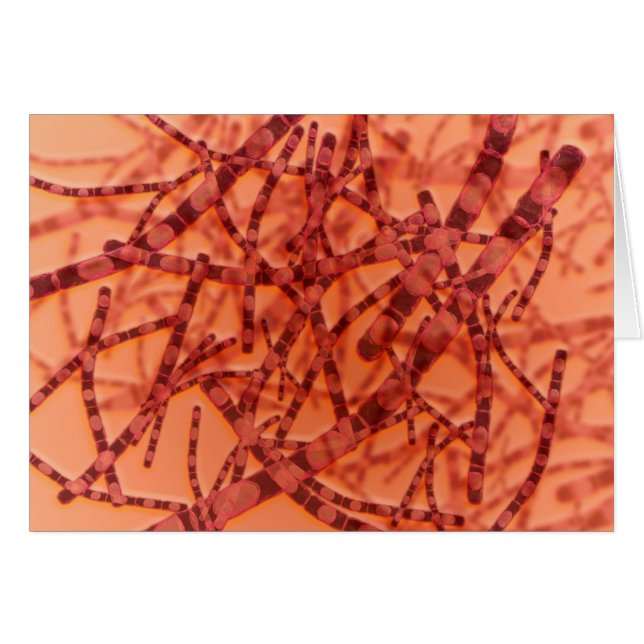 Vue Microscopique De L'Anthrax 3 (Devant horizontal)