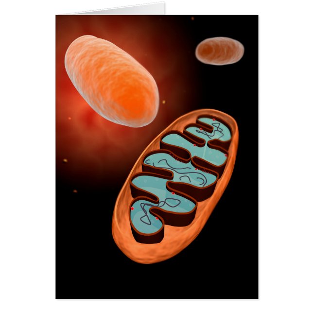 Vue Microscopique De Mitochondrie 1 (Devant)