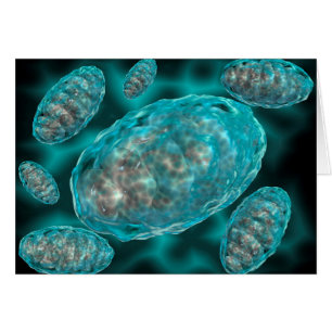 Vue Microscopique De Mitochondrie 2