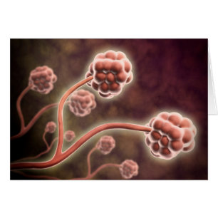 Vue Microscopique De Stachybotrys Chartarum