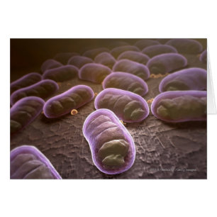 Vue microscopique des bactéries
