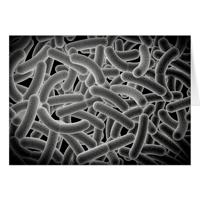 Vue Microscopique Des Bactéries Bactériennes (Devant horizontal)