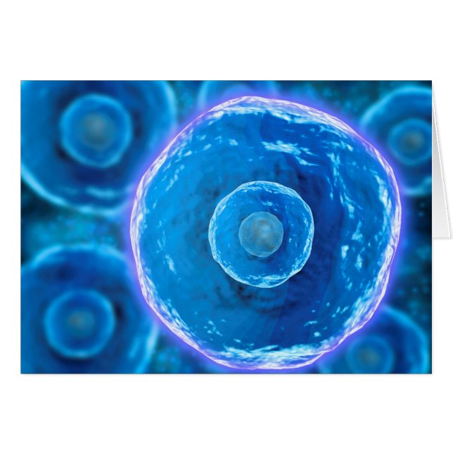 Vue Microscopique Des Cellules B Humaines 1 (Devant horizontal)