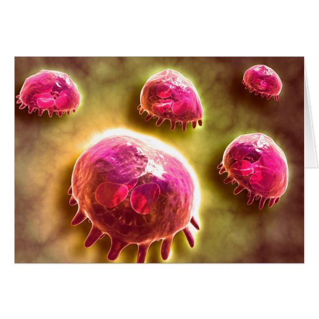 Vue Microscopique Des Macrophages Phagocytiques 2 (Devant horizontal)
