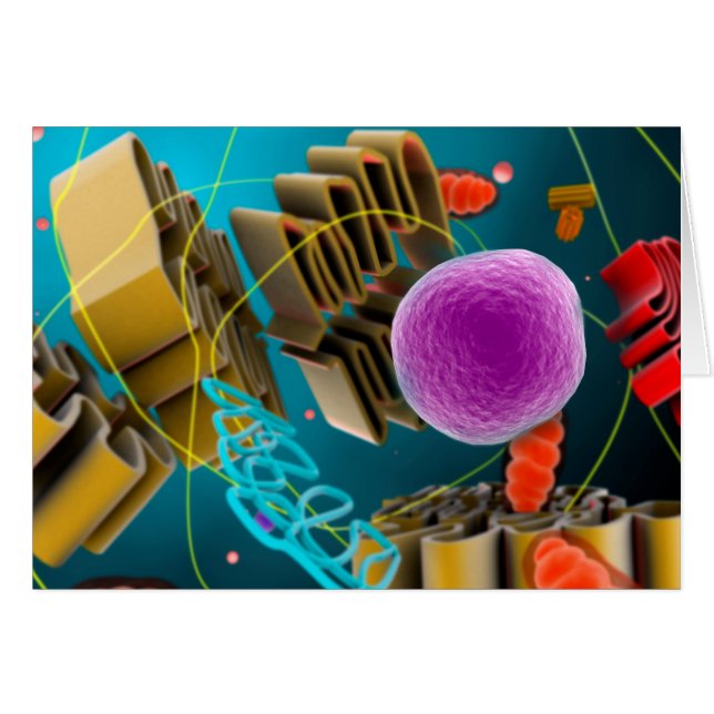 Vue Microscopique Du Noyau Des Cellules Animales (Devant horizontal)