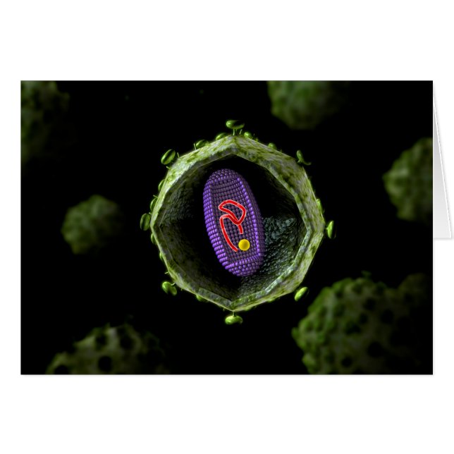 Vue Microscopique Du Virus Du VIH, Section Transve (Devant horizontal)