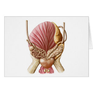 Vue Postérieure De La Vessie Urinaire