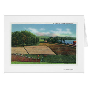 Vue sur une plantation de canneberges