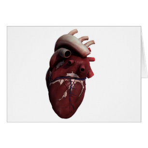 Vue tridimensionnelle de coeur humain, droite