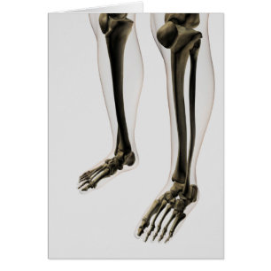 Vue tridimensionnelle de jambe et de pieds humains