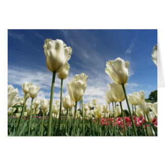 Vue Tulipe
