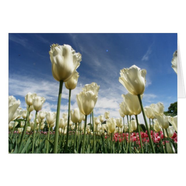 Vue Tulipe (Devant horizontal)