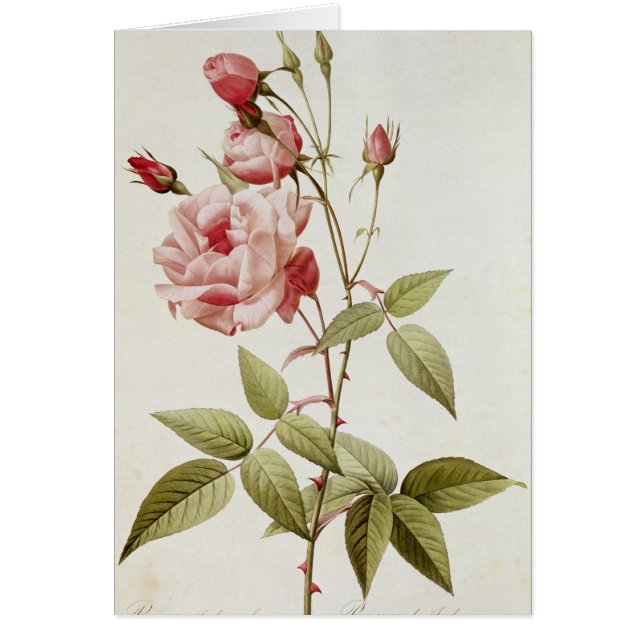 Vulgaris indica de Rosa, des 'roses de Les (Devant)