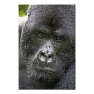 Vulkanen NP, Rwanda, berggorilla's, Foto Afdruk