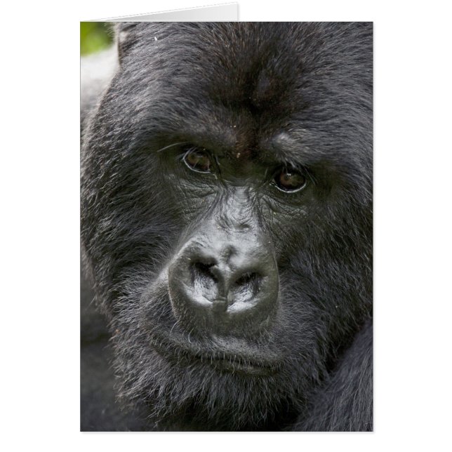 Vulkano's NP, Rwanda, Mountain Gorillas (Voorkant)