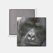 Vulkano's NP, Rwanda, Mountain Gorillas Magneet (Voorkant / Achterkant)
